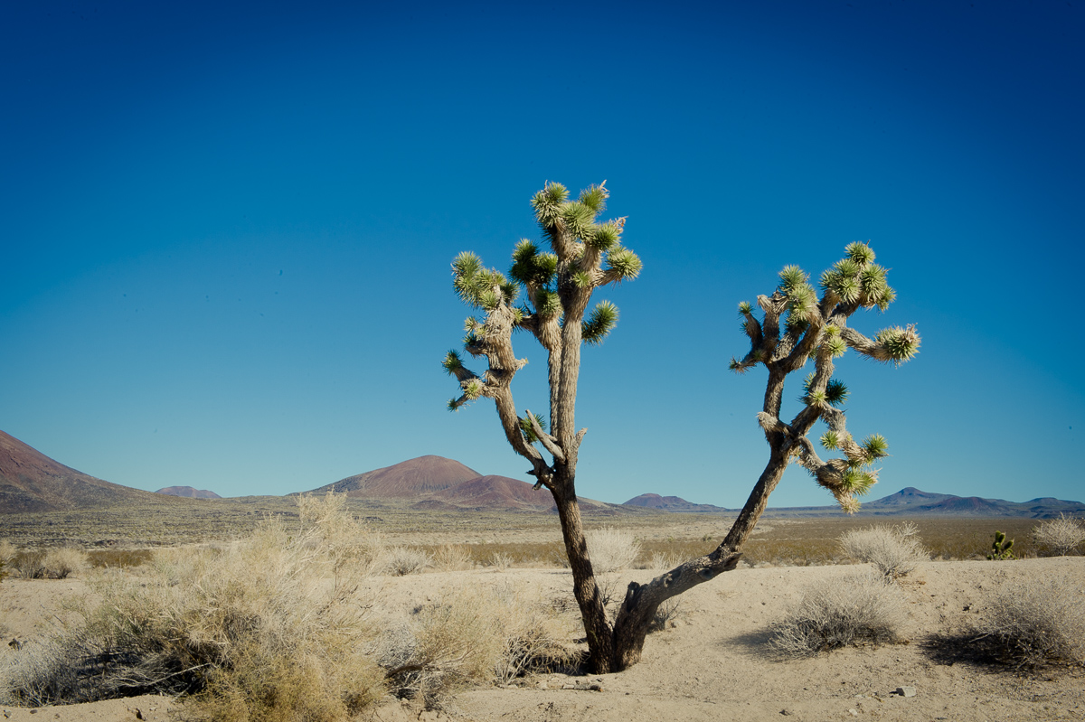 2015-01-07-Mojave-Wueste-Ausflug-Kalifornien-Baker-06