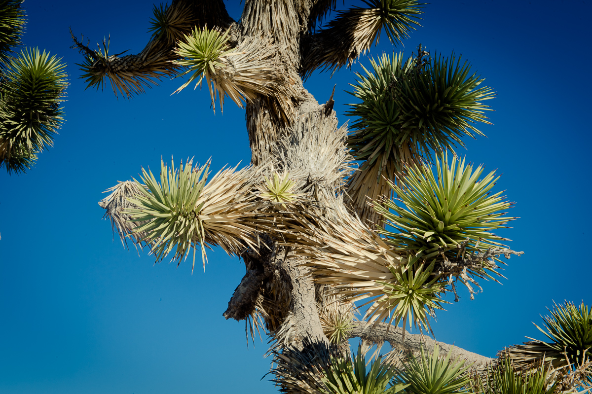 2015-01-07-Mojave-Wueste-Ausflug-Kalifornien-Baker-07