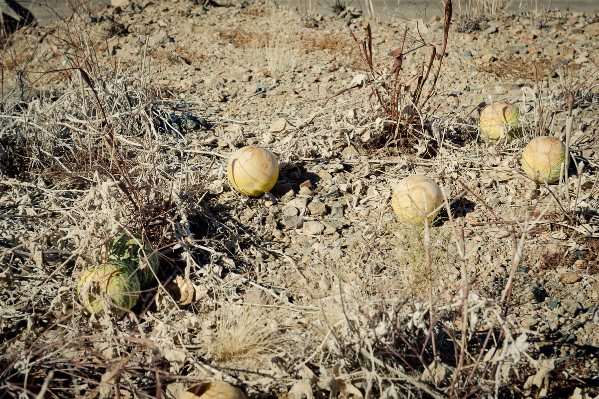 2015-01-07-Mojave-Wueste-Ausflug-Kalifornien-Baker-20