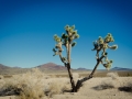 2015-01-07-Mojave-Wueste-Ausflug-Kalifornien-Baker-06