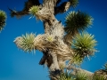 2015-01-07-Mojave-Wueste-Ausflug-Kalifornien-Baker-07