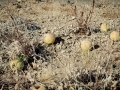 2015-01-07-Mojave-Wueste-Ausflug-Kalifornien-Baker-20