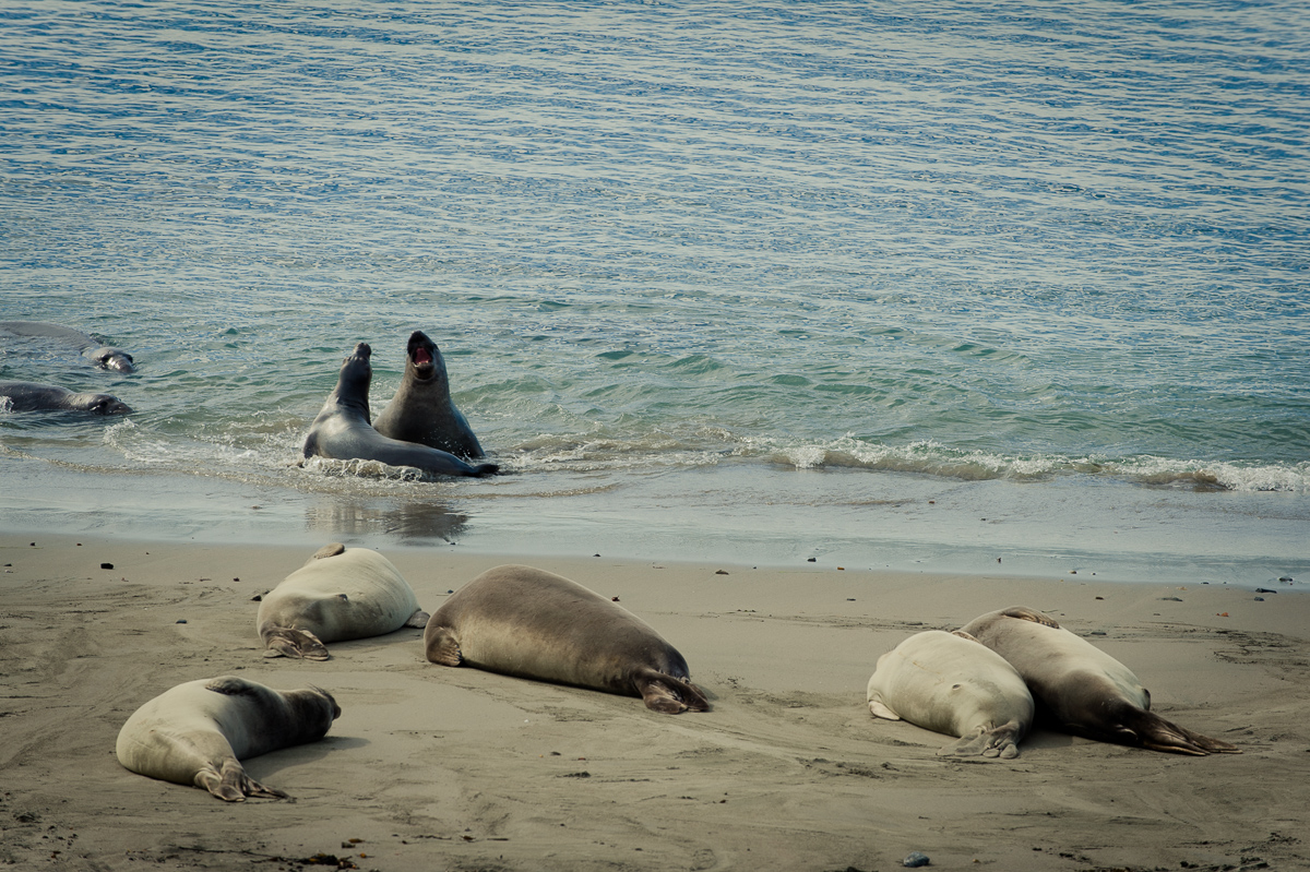 2014-roadtrip-mbrt14-california-pacific-coast-highway-route1-10