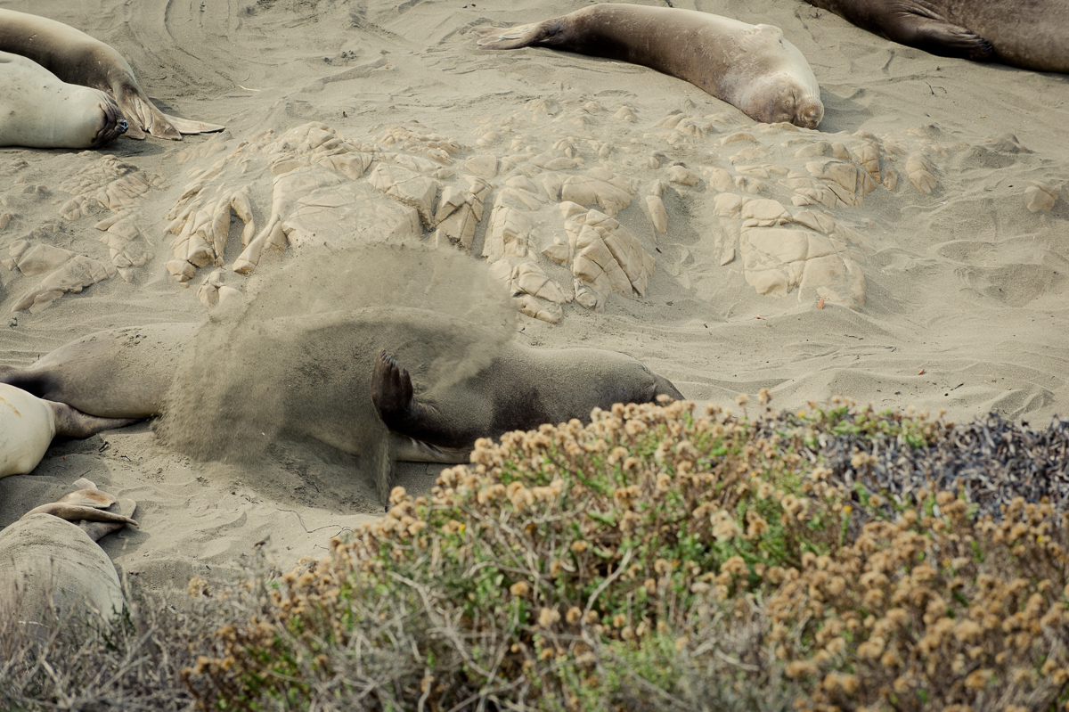 2014-roadtrip-mbrt14-california-pacific-coast-highway-route1-11