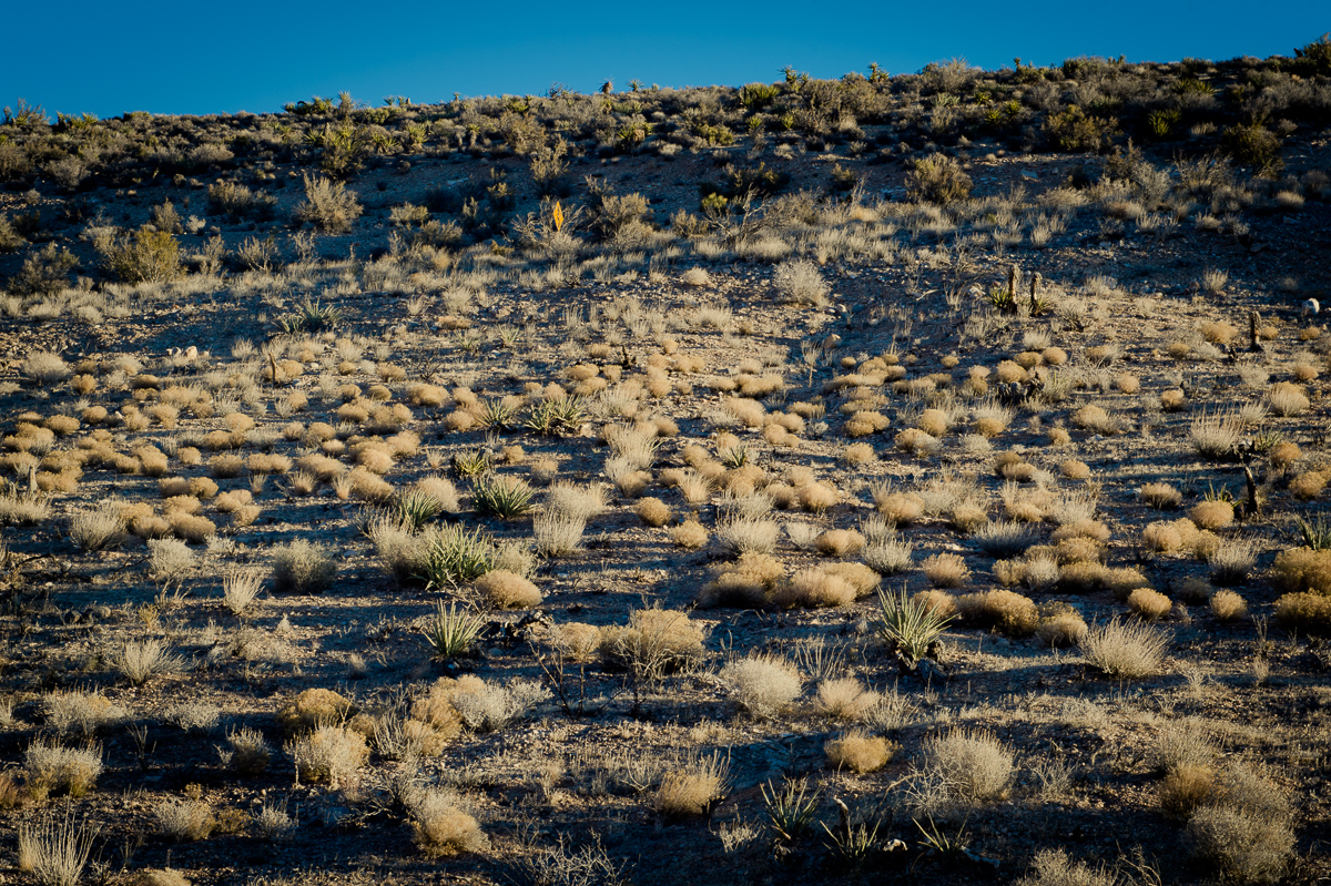2015-01-07-Red-Rock-Canyon-Las-Vegas-Nevada-19